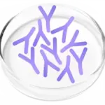Lactobacillus Plantarum